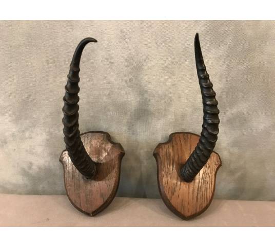 Pair of turf horns on wooden support around 1900