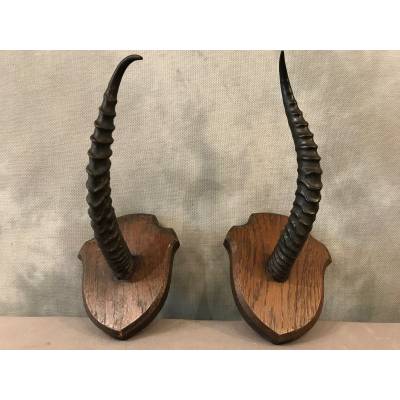 Pair of turf horns on wooden support around 1900