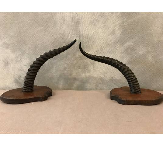 Pair of turf horns on wooden support around 1900