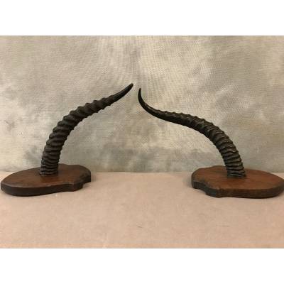 Pair of turf horns on wooden support around 1900