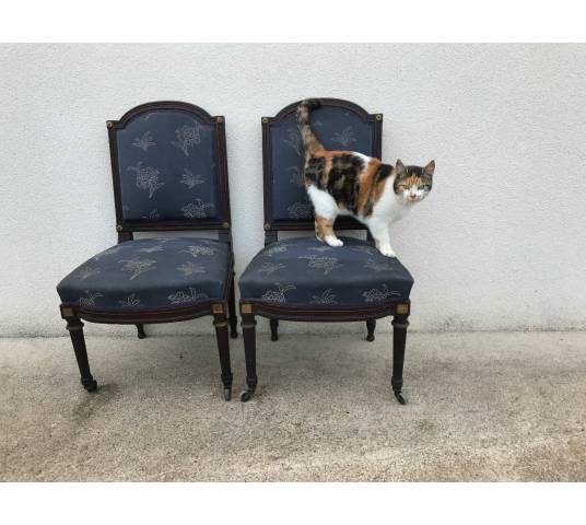 Pair of chairs held in mahogany 19 th Napoleon III Louis XVI